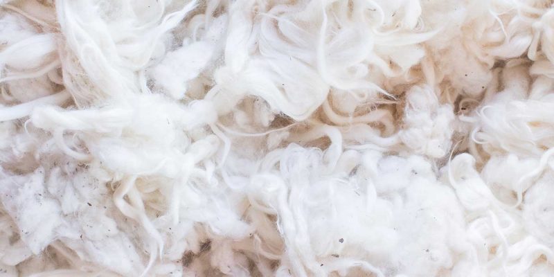 coton-iso-inter coton-iso-inter